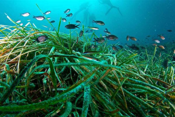 Ciencia camagüeyana potencia valor económico de la biodiversidad costera