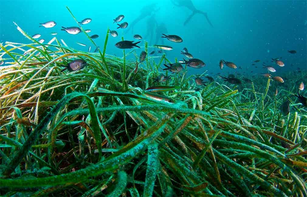 Ciencia camagüeyana potencia valor económico de la biodiversidad costera
