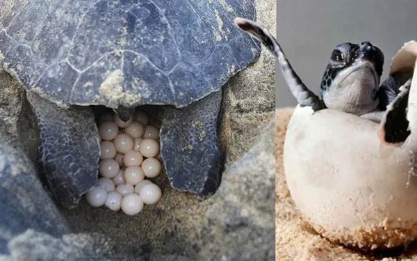 Reportan anidamiento de tortugas en área protegida de Cayo Coco