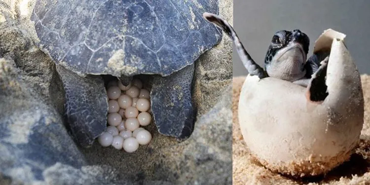 Reportan anidamiento de tortugas en área protegida de Cayo Coco