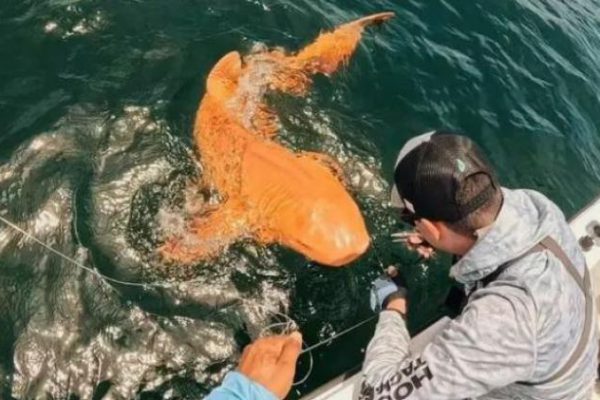 El extraño caso del tiburón de piel naranja y ojos blancos