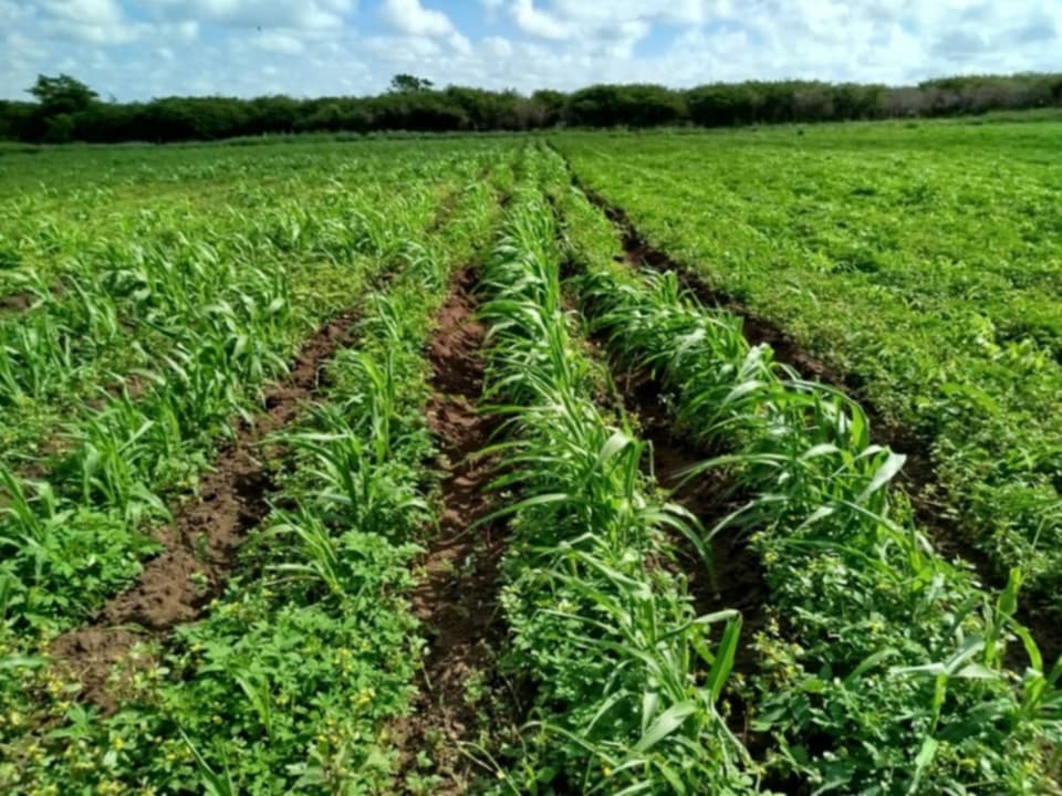Investigan en Camagüey para fomentar el sorgo (+ Fotos)