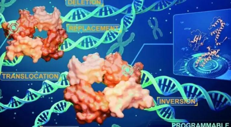 Técnicas modifican los cromosomas sin dejar rastros