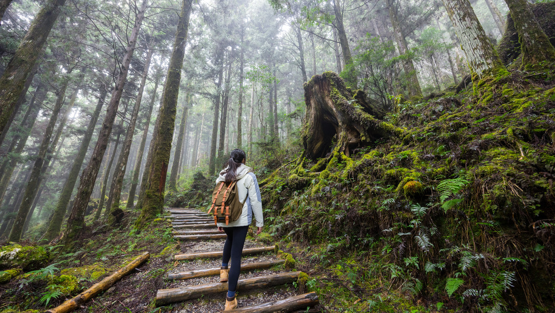 15 minutos en la naturaleza cambian tu cerebro