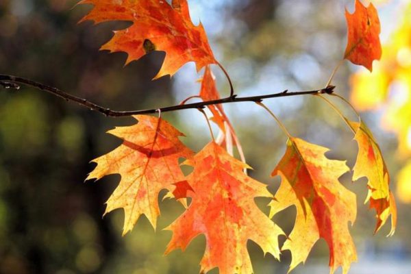 Llega el equinoccio de otoño en el hemisferio norte