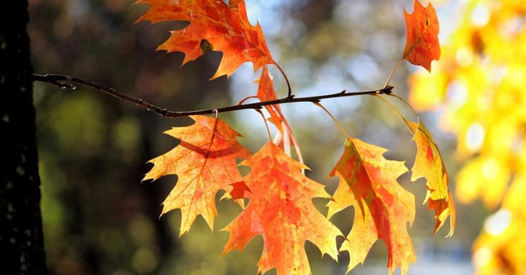 Llega el equinoccio de otoño en el hemisferio norte