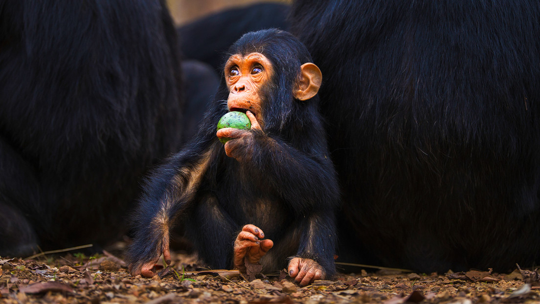 Científicos chinos logran revertir la vejez, de momento en primates
