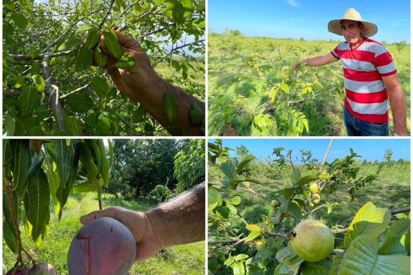 Camagüey implementa medidas claves para fortalecer la agricultura