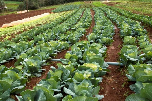 Camagüey avanza hacia agricultura resiliente con fertilizantes orgánicos y conciencia ecológica