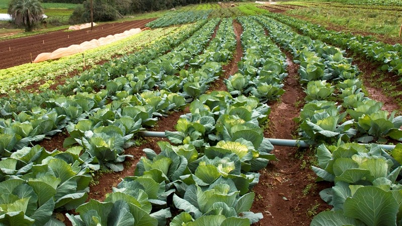 Camagüey avanza hacia agricultura resiliente con fertilizantes orgánicos y conciencia ecológica
