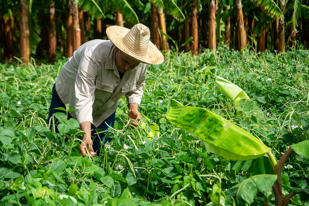 Empresa Agroindustrial Azucarera con resultados positivos en la siembra de cultivos varios