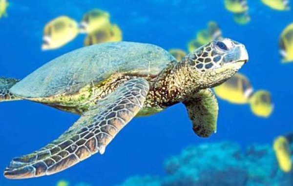 Alta reproducción de tortugas marinas en cayería norte de Cuba