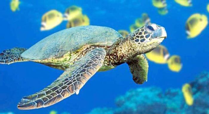 Alta reproducción de tortugas marinas en cayería norte de Cuba