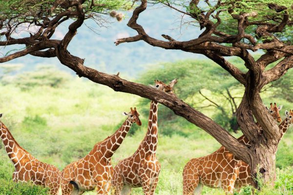 Las jirafas se están extinguiendo rápidamente en África