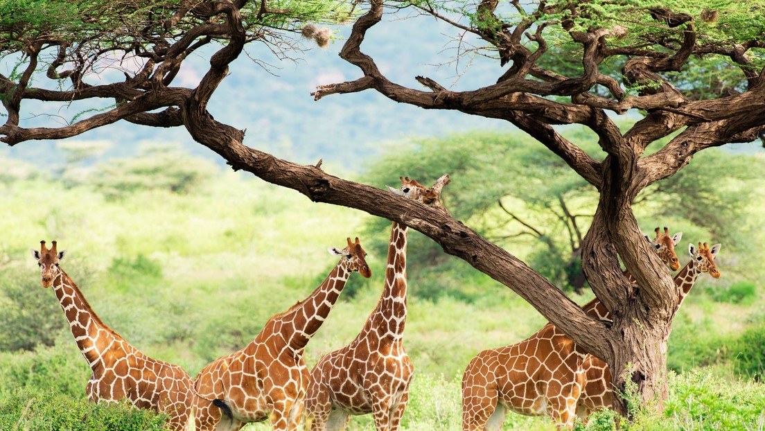 Las jirafas se están extinguiendo rápidamente en África