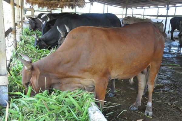 Tecnologías aplicadas potenciarán producción animal y cultura científica en Camagüey