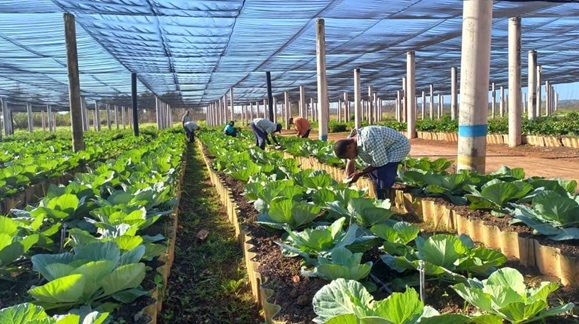 Publican novedosa norma sobre agroecología en Cuba