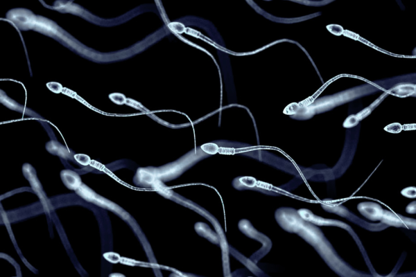 Microrrobots hechos con espermatozoides, la nueva esperanza contra la infertilidad