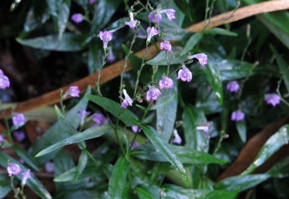 Plantas medicinales con acción repelente contra los mosquitos