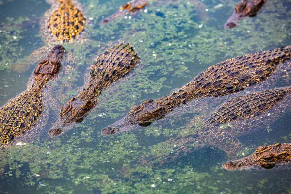 PNUD apoya en Cuba protección del cocodrilo