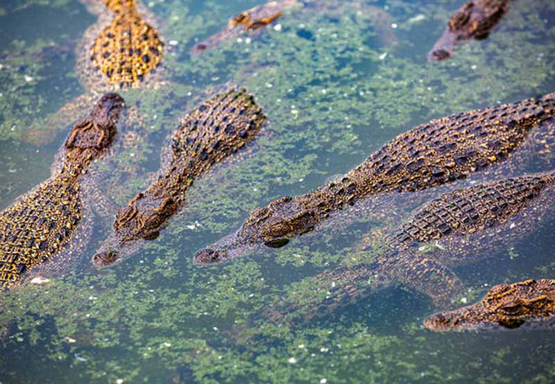 PNUD apoya en Cuba protección del cocodrilo