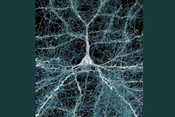 Un milímetro cúbico de cerebro y más de un petabyte de revelaciones