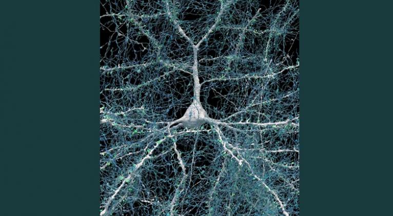 Un milímetro cúbico de cerebro y más de un petabyte de revelaciones
