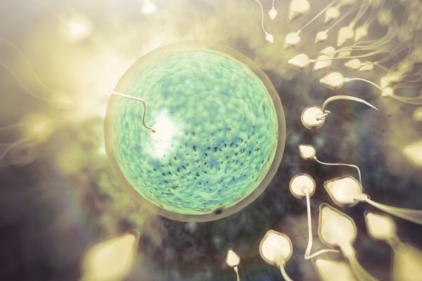 Infertilidad en humanos podría tener cura en un órgano insospechado del cuerpo