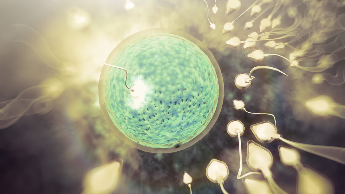 Infertilidad en humanos podría tener cura en un órgano insospechado del cuerpo