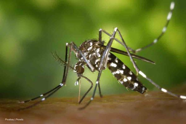 Dengue y chinkunguya en Cuba, causas y cómo frenar la trasmisión