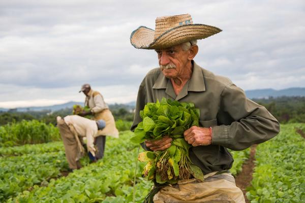 Los trabajadores agropecuarios a la vanguardia de la producción de alimentos