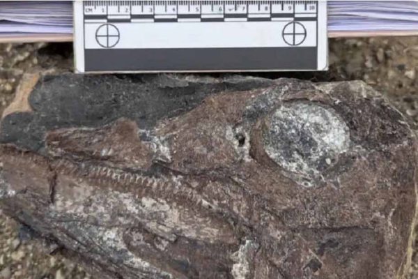 Hallan en Venezuela fósiles de reptil marino de 100 millones de años