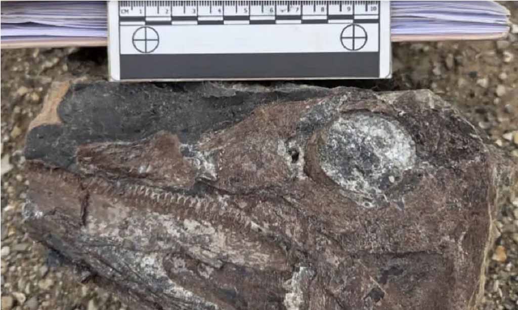 Hallan en Venezuela fósiles de reptil marino de 100 millones de años