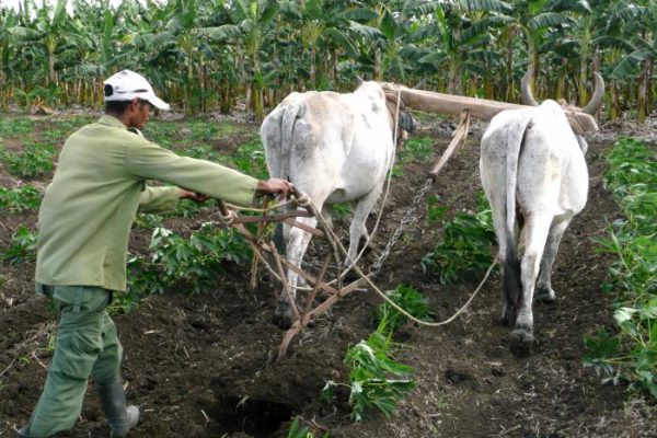 Camagüey celebra el esfuerzo diario de sus trabajadores rurales por un futuro sostenible