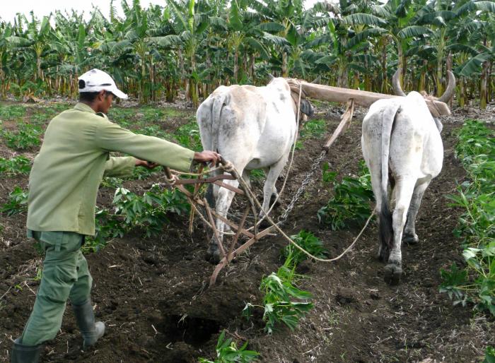 Camagüey celebra el esfuerzo diario de sus trabajadores rurales por un futuro sostenible