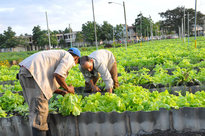 La Agricultura Urbana y Suburbana: clave para el desarrollo alimentario en Cuba