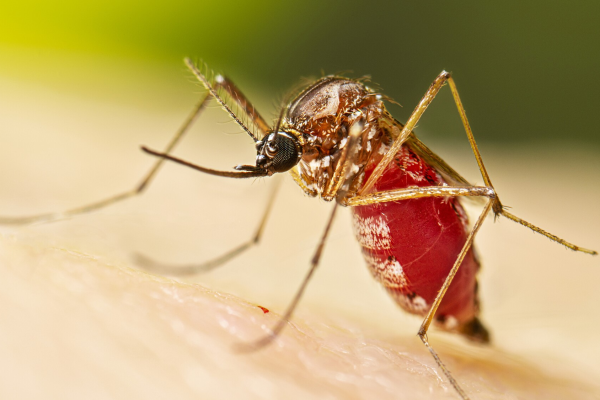 Chikungunya: Una enfermedad conocida, pero que requiere atención y cuidado