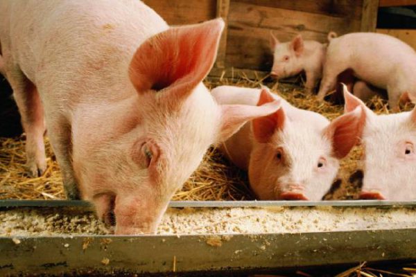 Promueve Instituto Porcino alternativas de alimentación animal