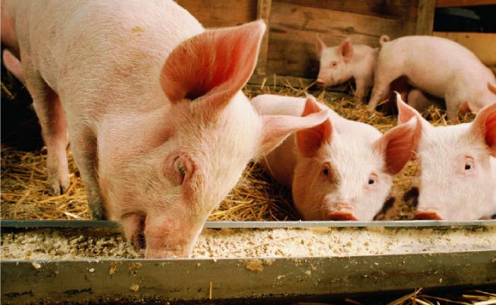 Promueve Instituto Porcino alternativas de alimentación animal