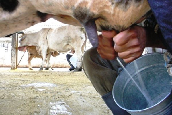 Cierra primer ciclo de contratación de leche 2026