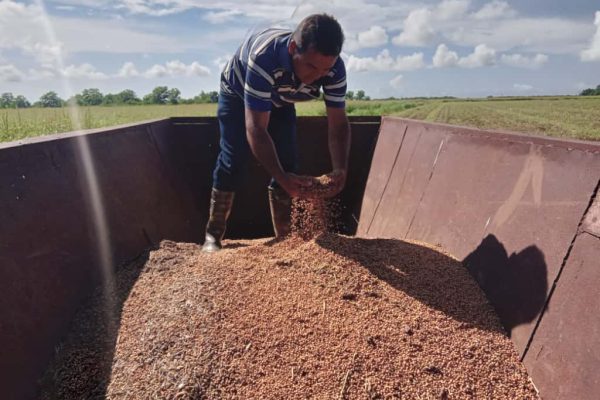 Empresa Cañera Cándido González incorpora soya a su producción