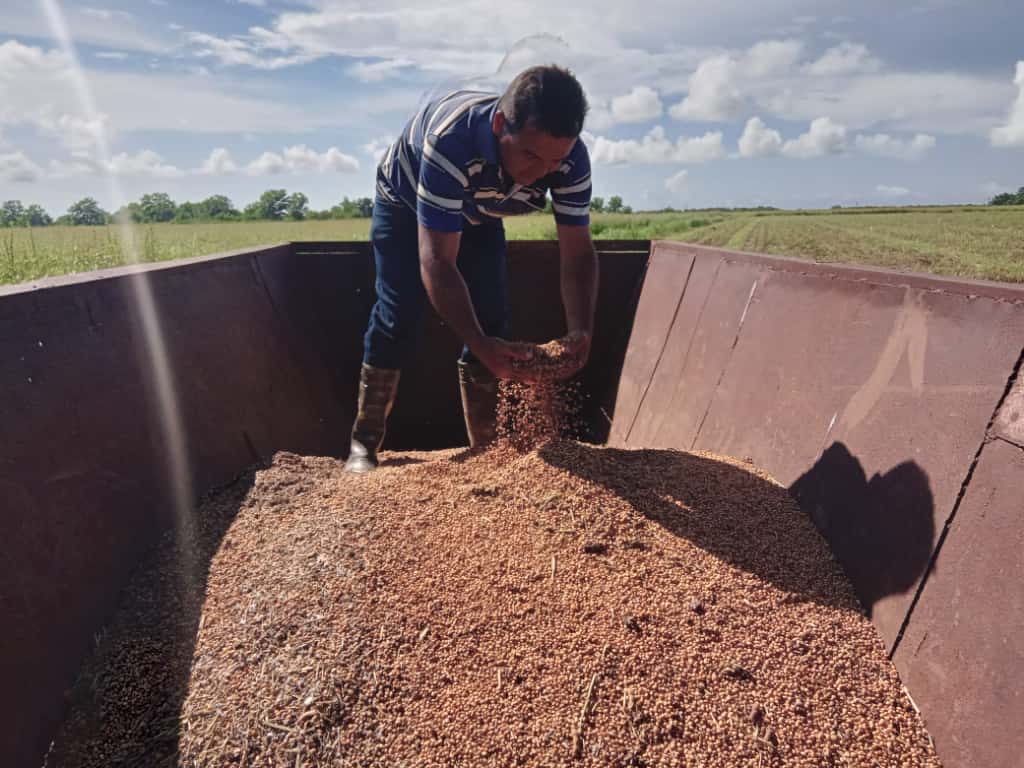 Empresa Cañera Cándido González incorpora soya a su producción