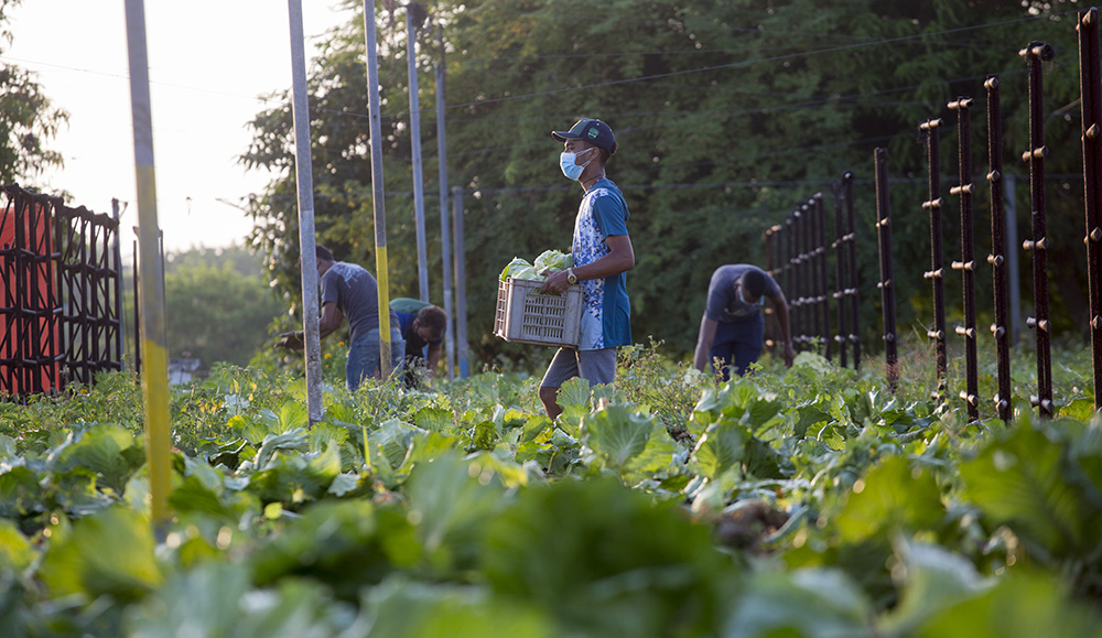 Central de Trabajadores de Cuba convoca a jornada nacional de trabajo voluntario