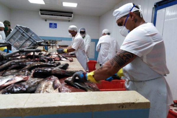 Empresa Pesquera de Camagüey por diversificar mercados