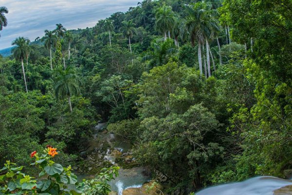 Cuba reafirma conservación de los bosques con ayuda de la FAO