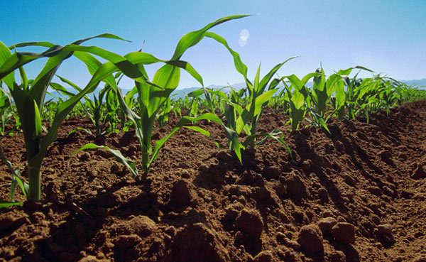 Conservación y mejoramiento de suelos para elevar rendimientos agrícolas