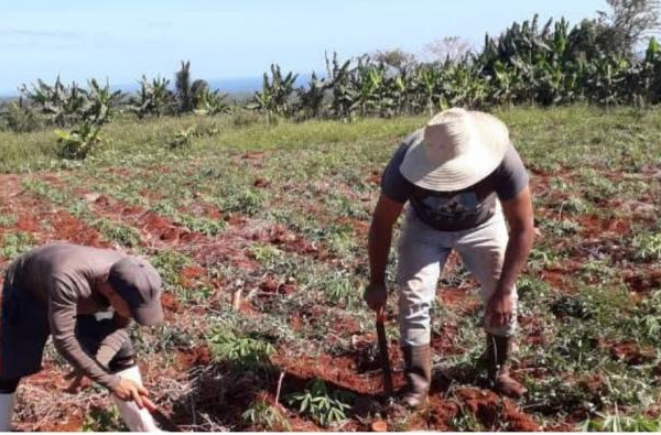 Recuperación de las afectaciones de Melissa: Siembras históricas en Maisí