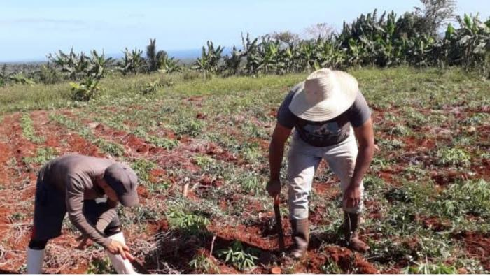 Recuperación de las afectaciones de Melissa: Siembras históricas en Maisí