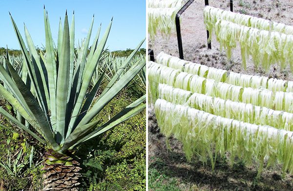 El henequén en Nuevitas, oro verde y sudor obrero (+ Fotos)