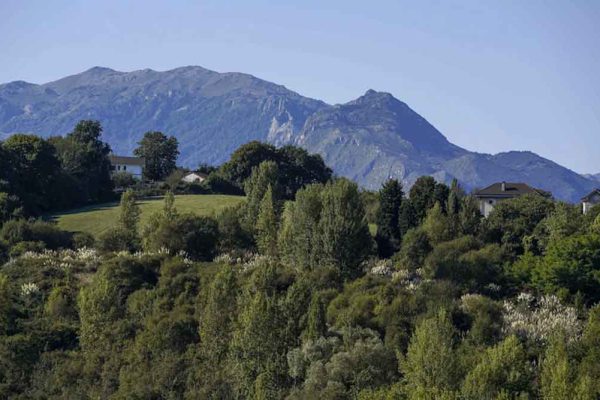 ONU alerta sobre impacto de crisis climática en los bosques